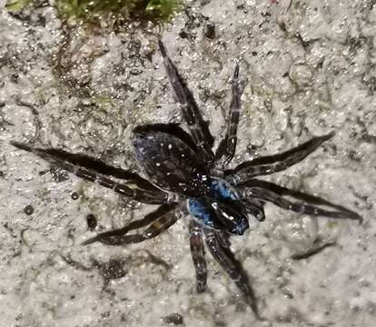 Image of wolf spiders