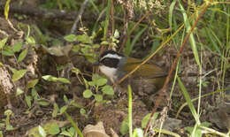 Image of Stripe-headed Brush Finch