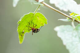 Image of Pale Red Bug