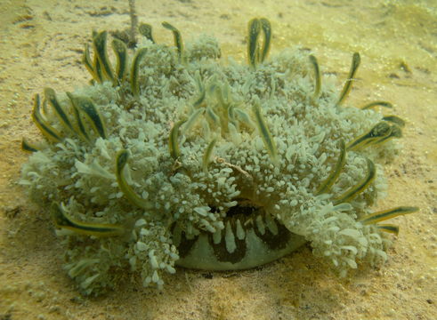 Image of cabbage-head jellyfish