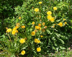 Image of Common Dandelion