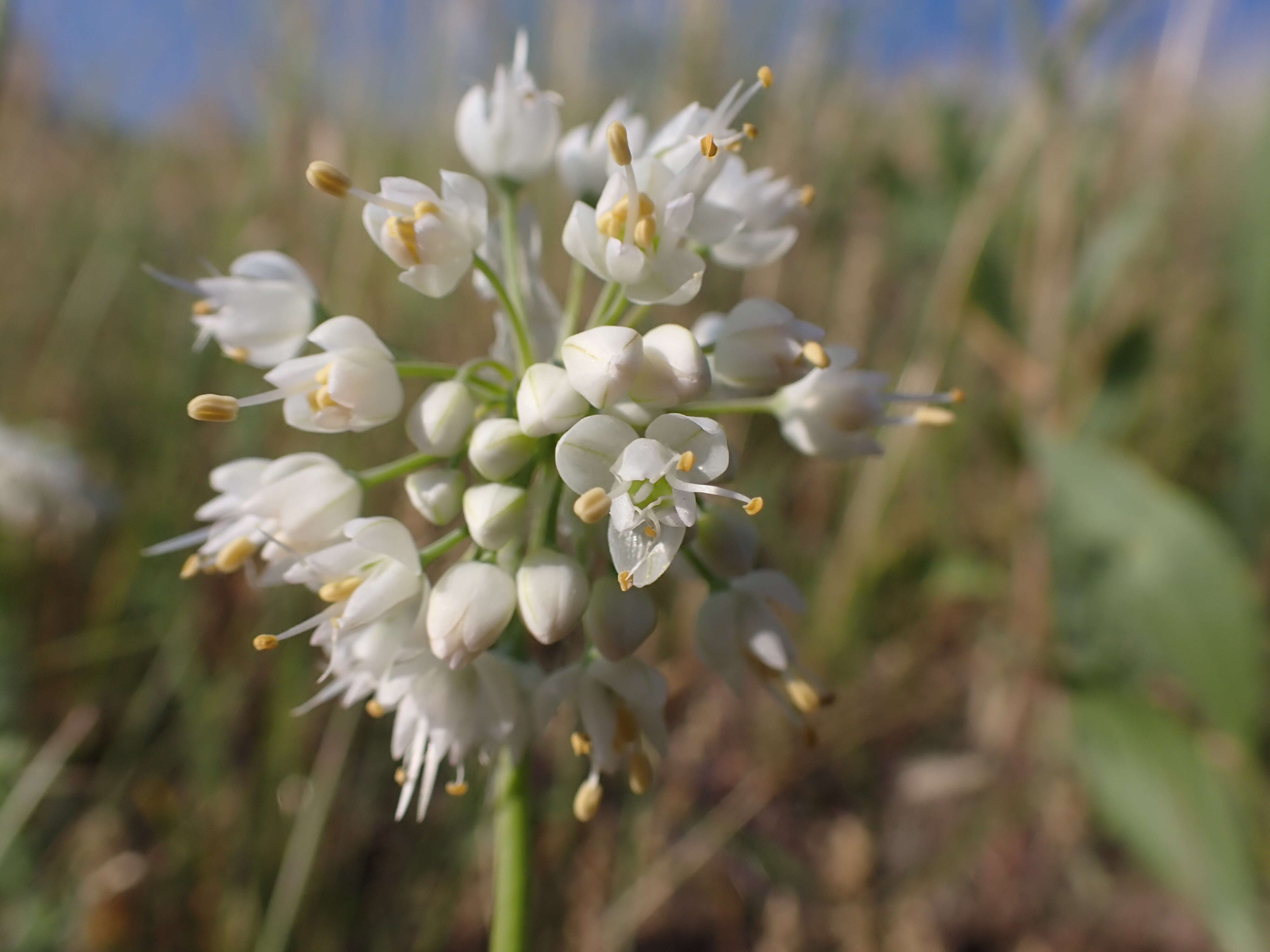 Image of Lady's leek