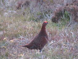 Image of Red Grouse