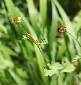 Image of Wood Avens