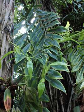 Image of Pothos scandens L.