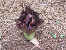 Image of Elephant foot yam