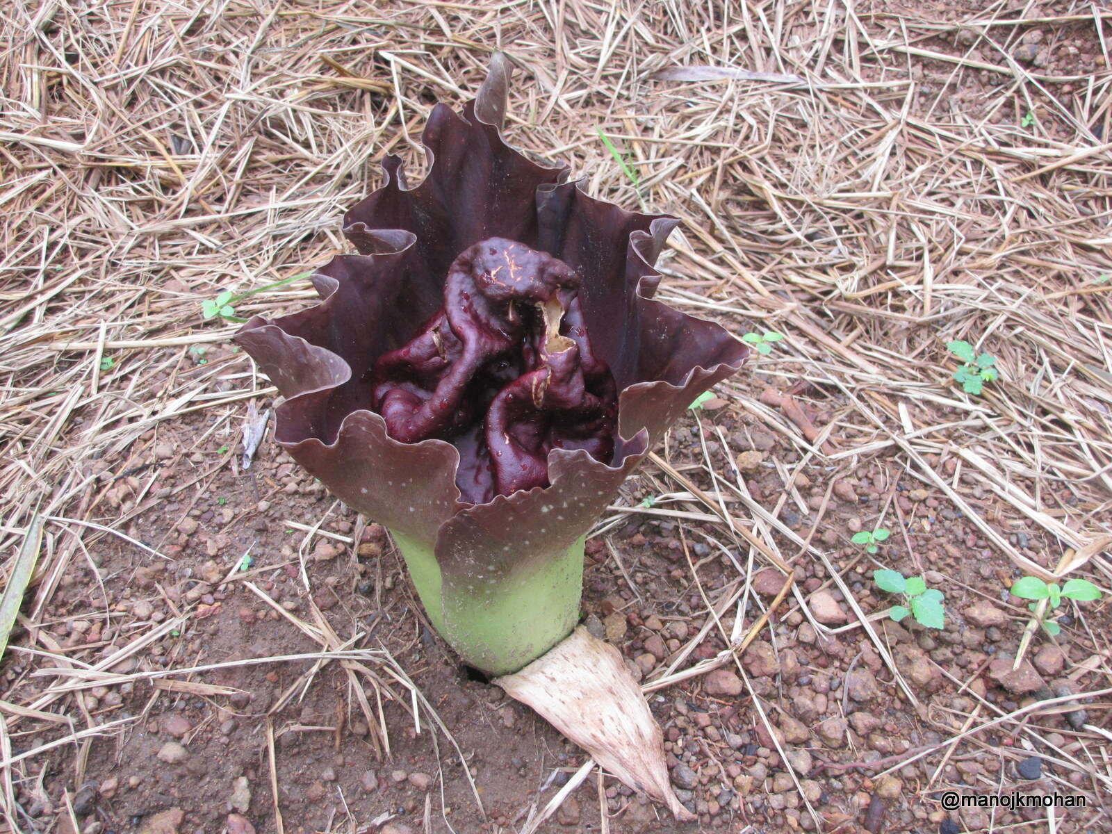 Amorphophallus paeoniifolius (Dennst.) Nicolson resmi