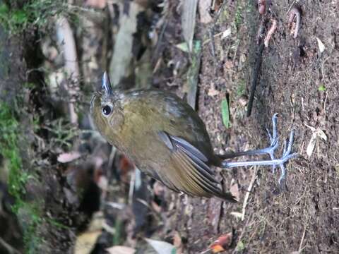 Image of Brown-banded Antpitta