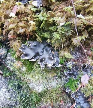 Image of Peltigera neckeri