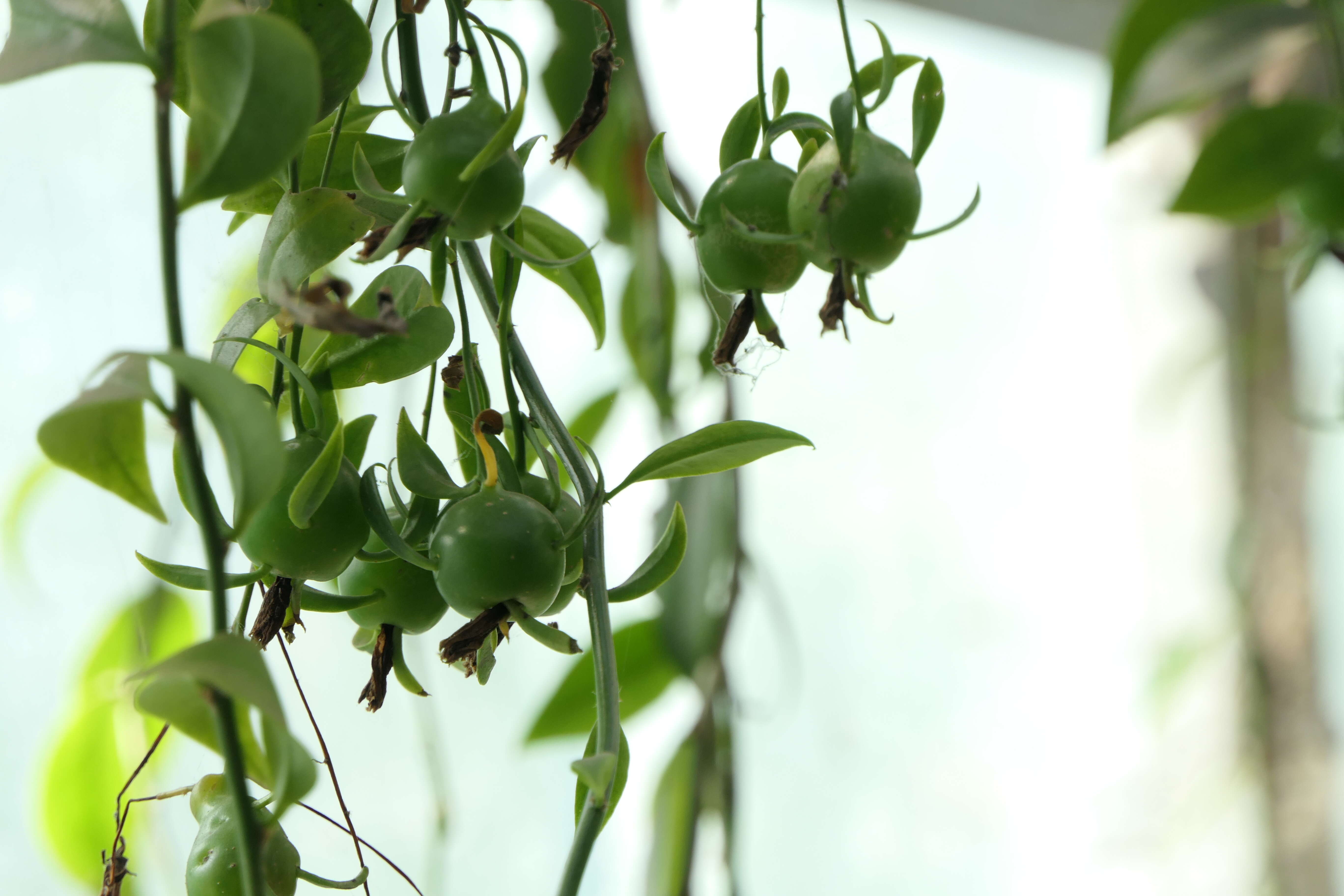 Image of Barbados shrub