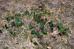 Image of Eastern Prickly Pear