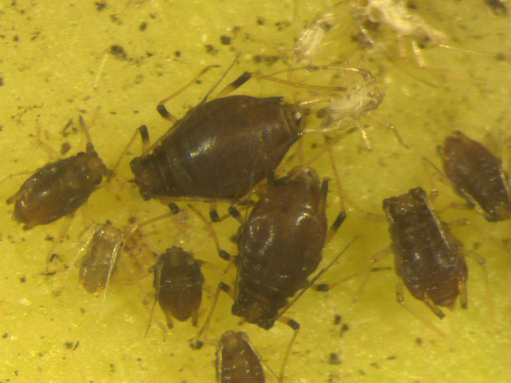 Image of Banana aphid