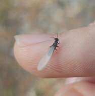 Image of Eastern Subterranean Termite