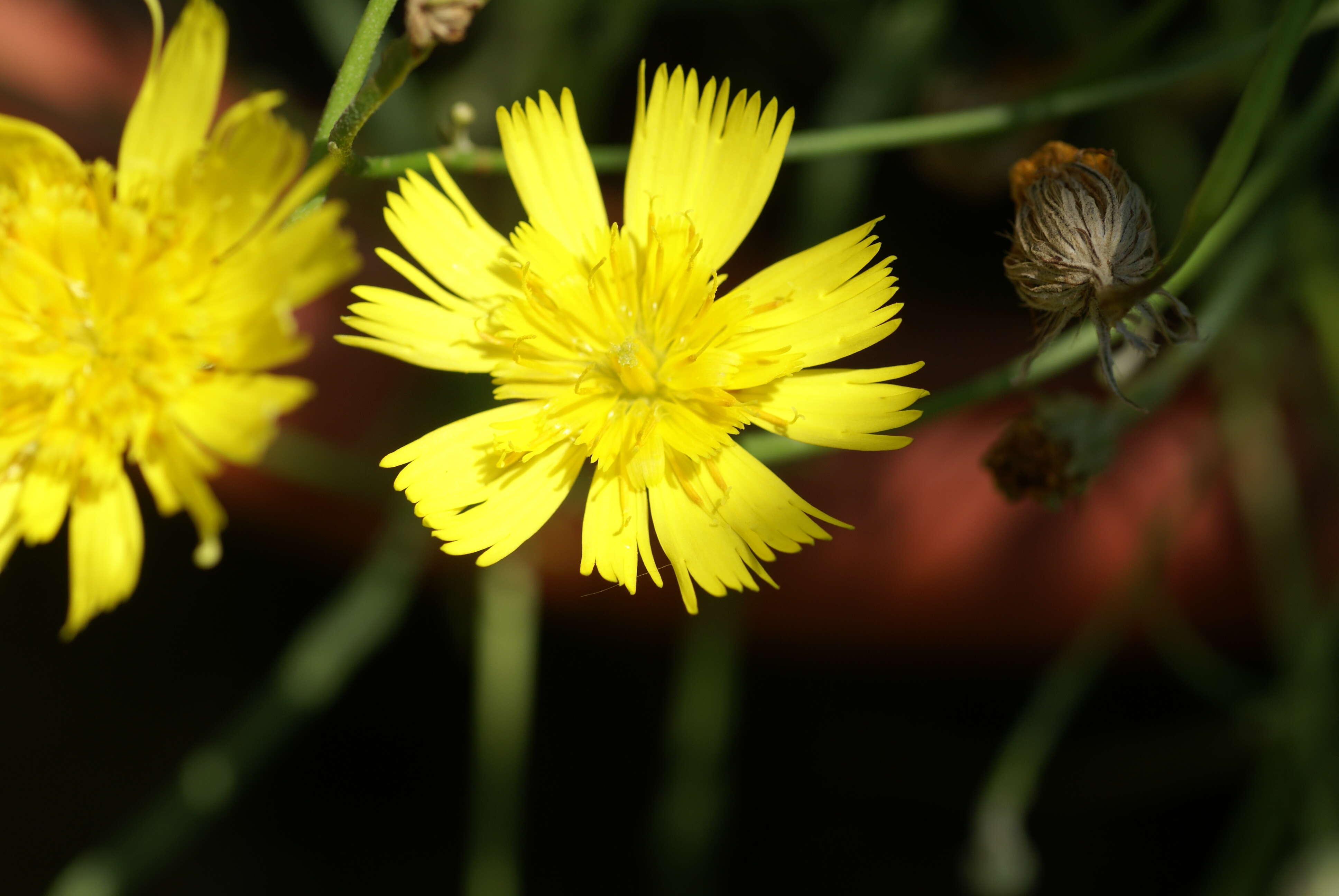 Image de Tolpis succulenta (Dryand. ex Ait.) Lowe