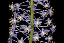 Image of Large blue squill