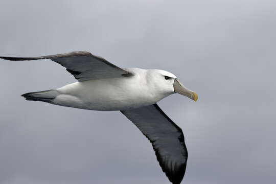 Image of Shy Albatross