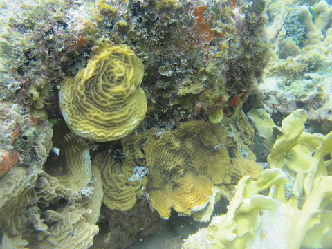 Image of Tube Coral