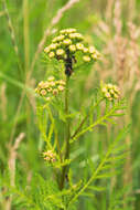 Слика од Formica truncorum Fabricius 1804