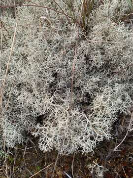 Image of Reindeer lichen