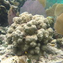 Image of Mustard hill coral