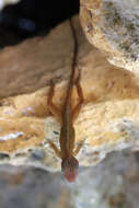 Image of Large-headed anole