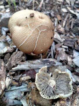 Image of Burgundy mushroom