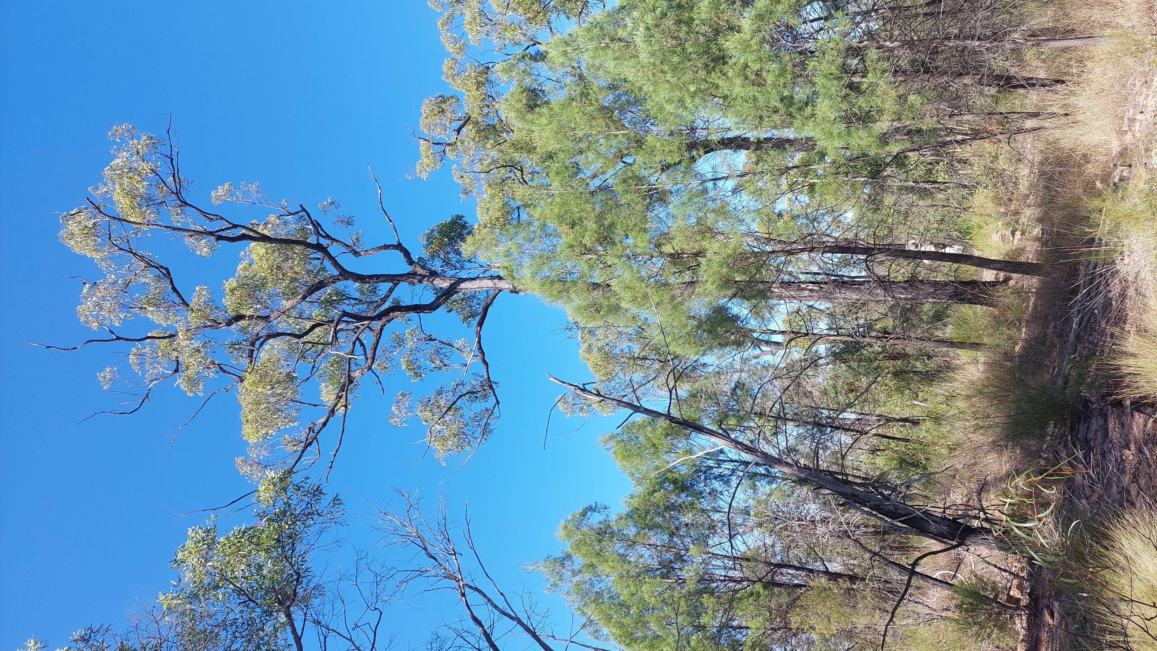 Image of Eucalyptus virens M. I. H. Brooker & A. R. Bean