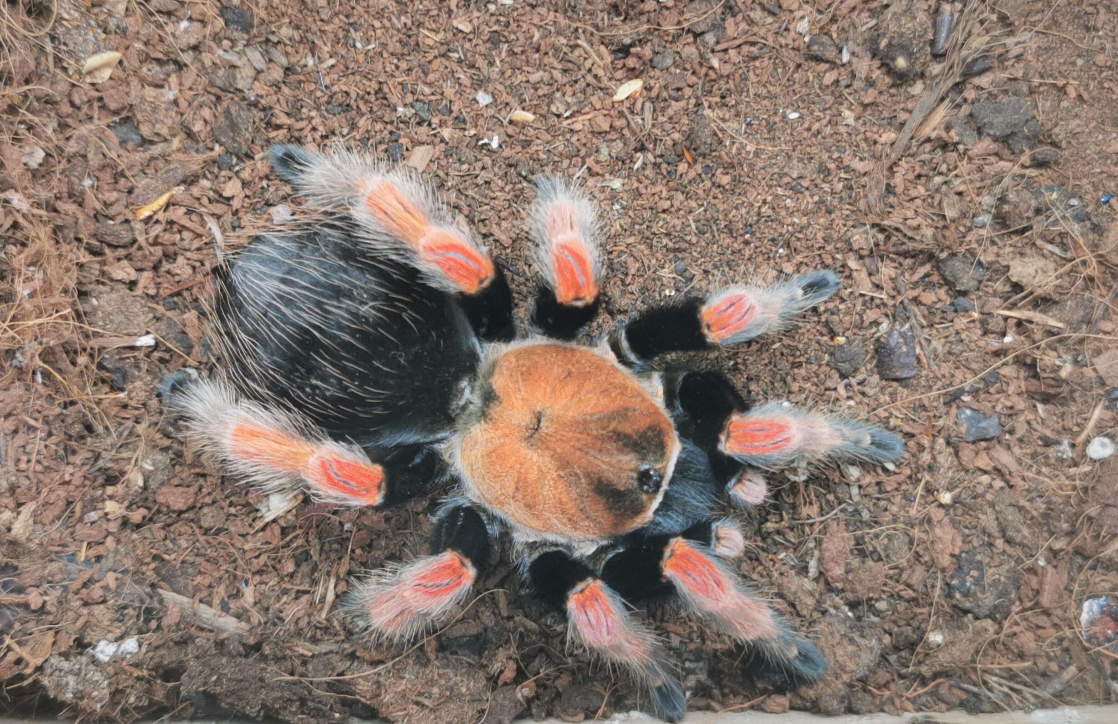 Image of Mexican Fireleg Tarantula