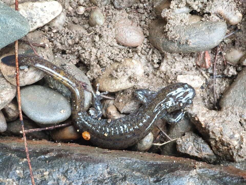 Image of Chinese Salamander