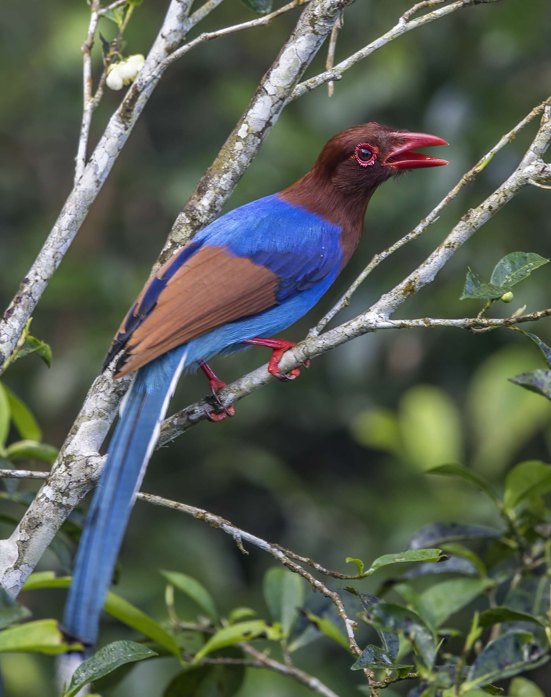 Image of Ceylon Blue Magpie