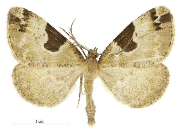 Image of Pseudocoremia flava Warren 1896