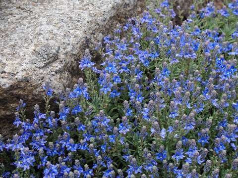 Image of Veronica cinerea Boiss. & Bal.