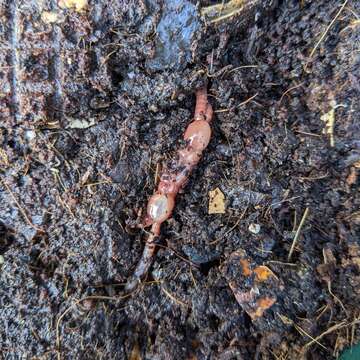 Image of Red wiggler, manure worm, soilution worm, brandling worm, english redworm