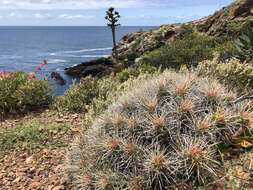 Image of Dudleya brittonii Johansen