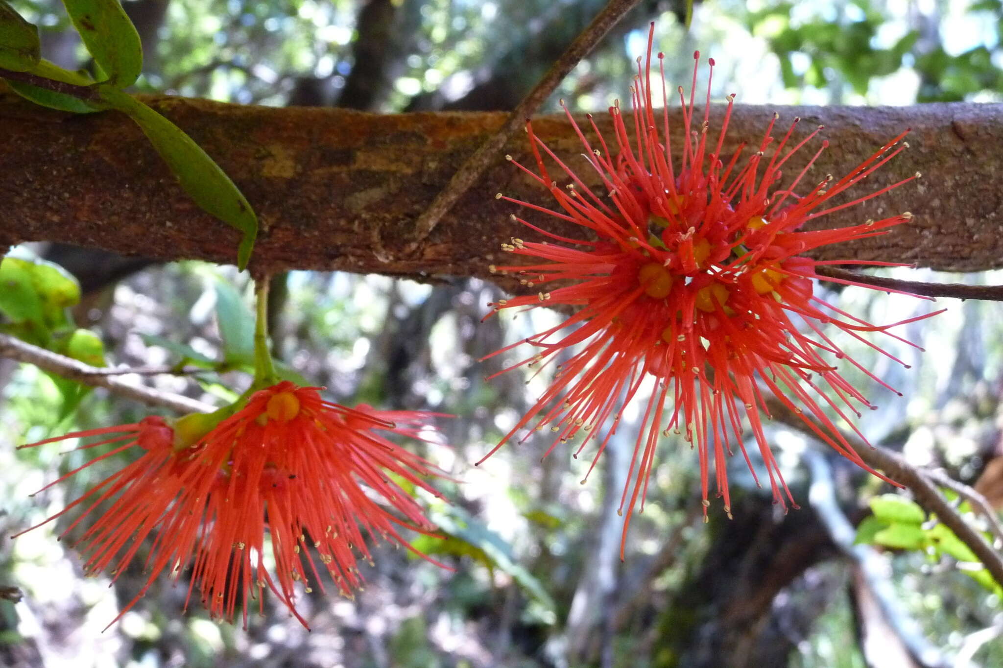 Image of Parkinson's Rata