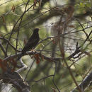 Image of Turdus boulboul (Latham 1790)