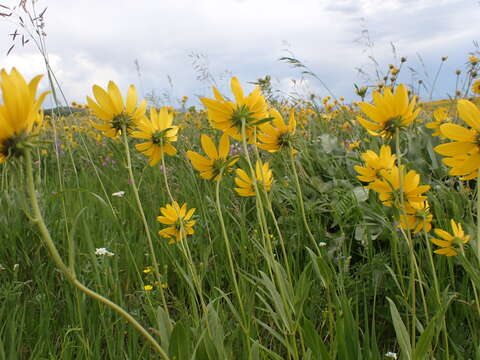 Image of oneflower helianthella