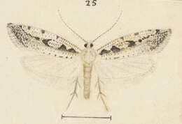 Image of Orthenches chartularia Meyrick 1924