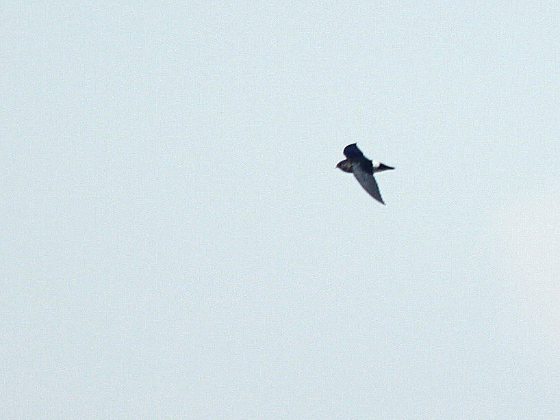 Image of White-rumped Needletail