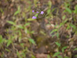 Image of ironweed