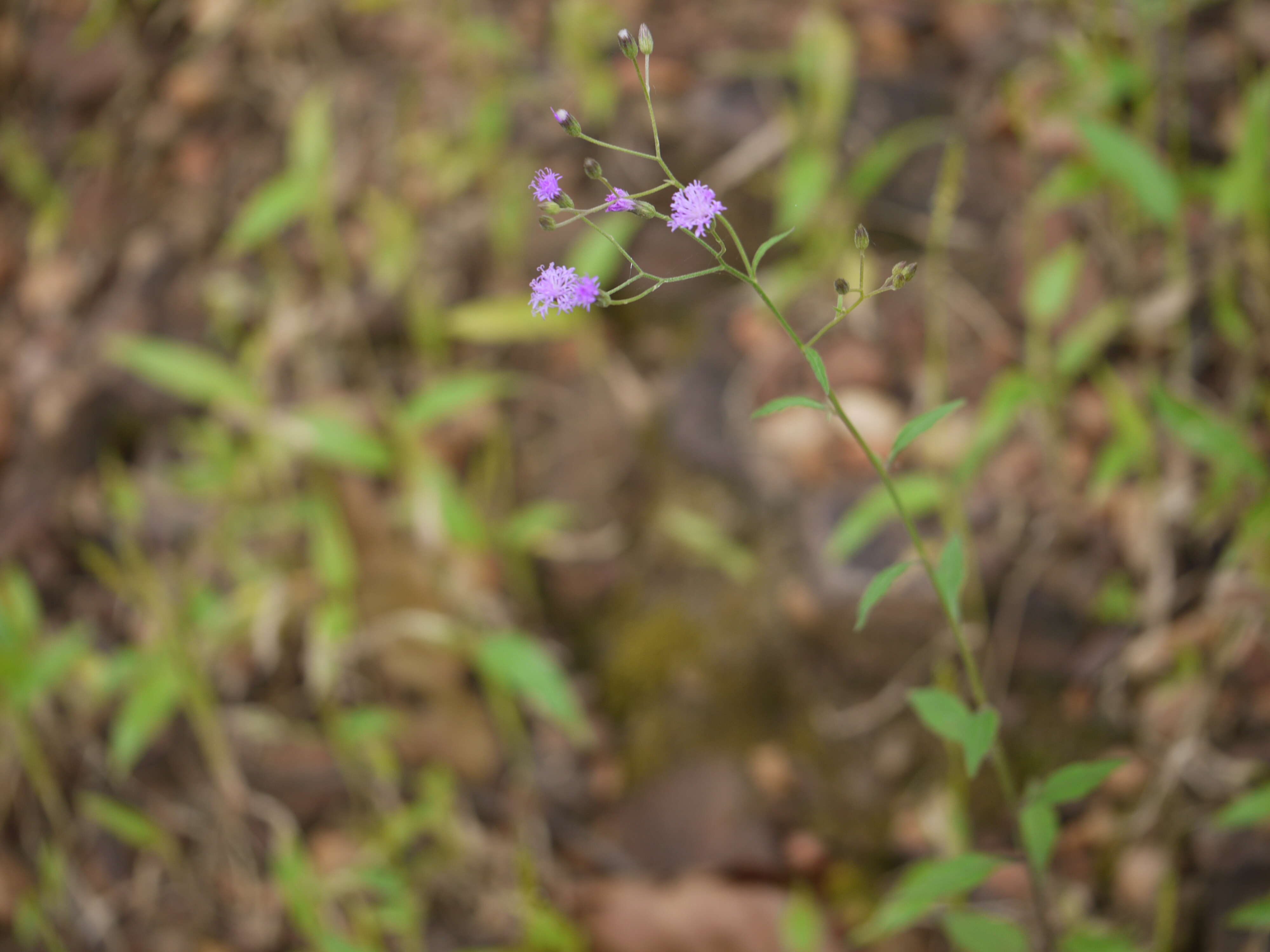 Image of ironweed