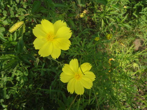 Image of sulphur cosmos