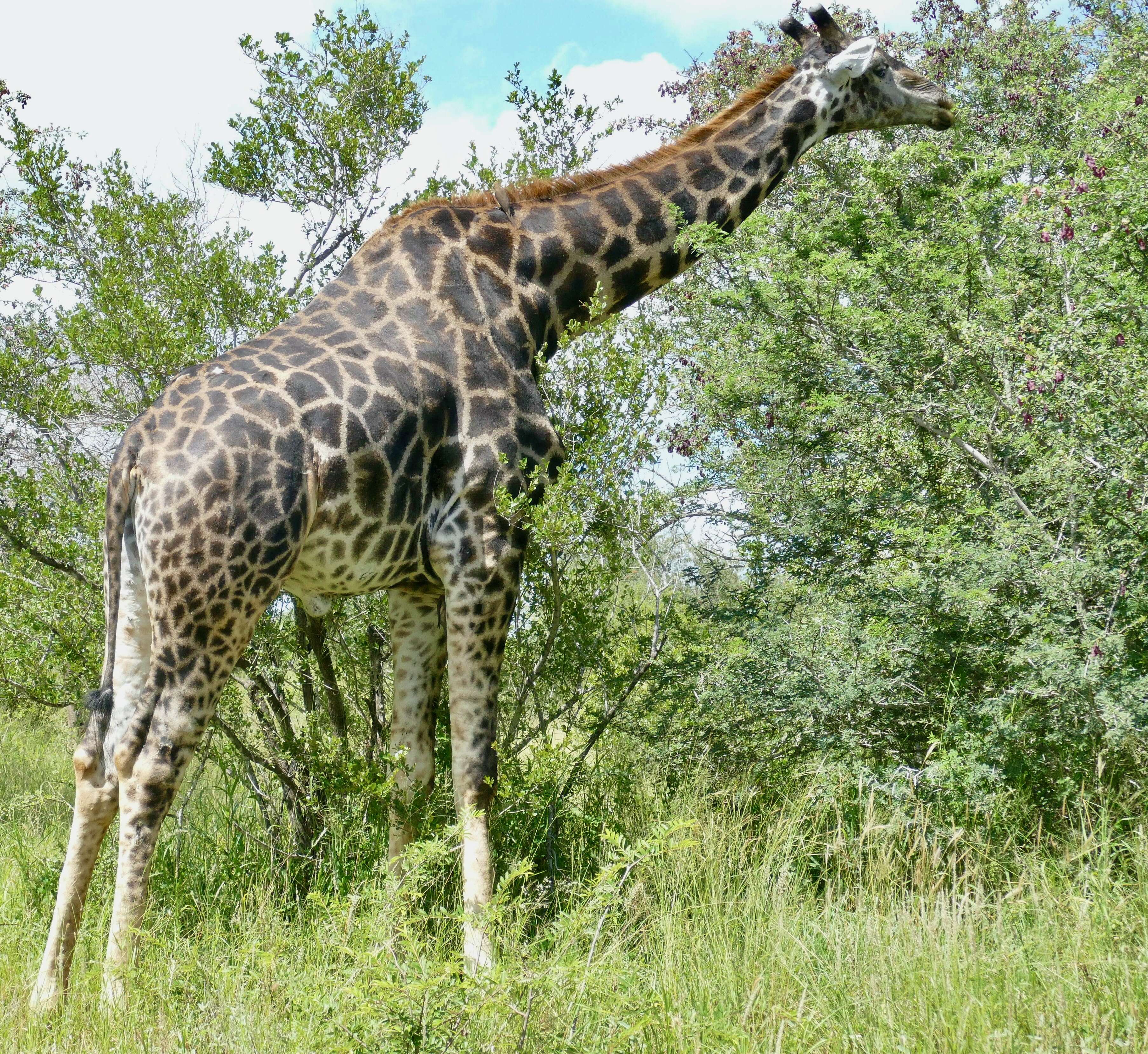 Plancia ëd Giraffa camelopardalis (Linnaeus 1758)