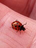 Image of 11-spot ladybird