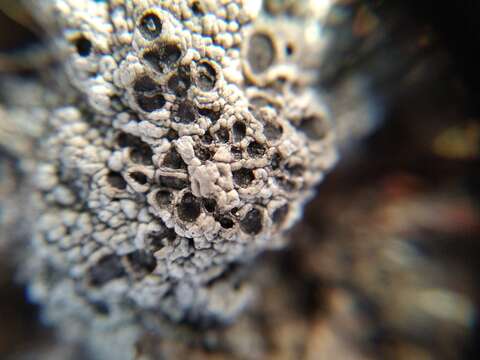 Image of Cow pie lichen