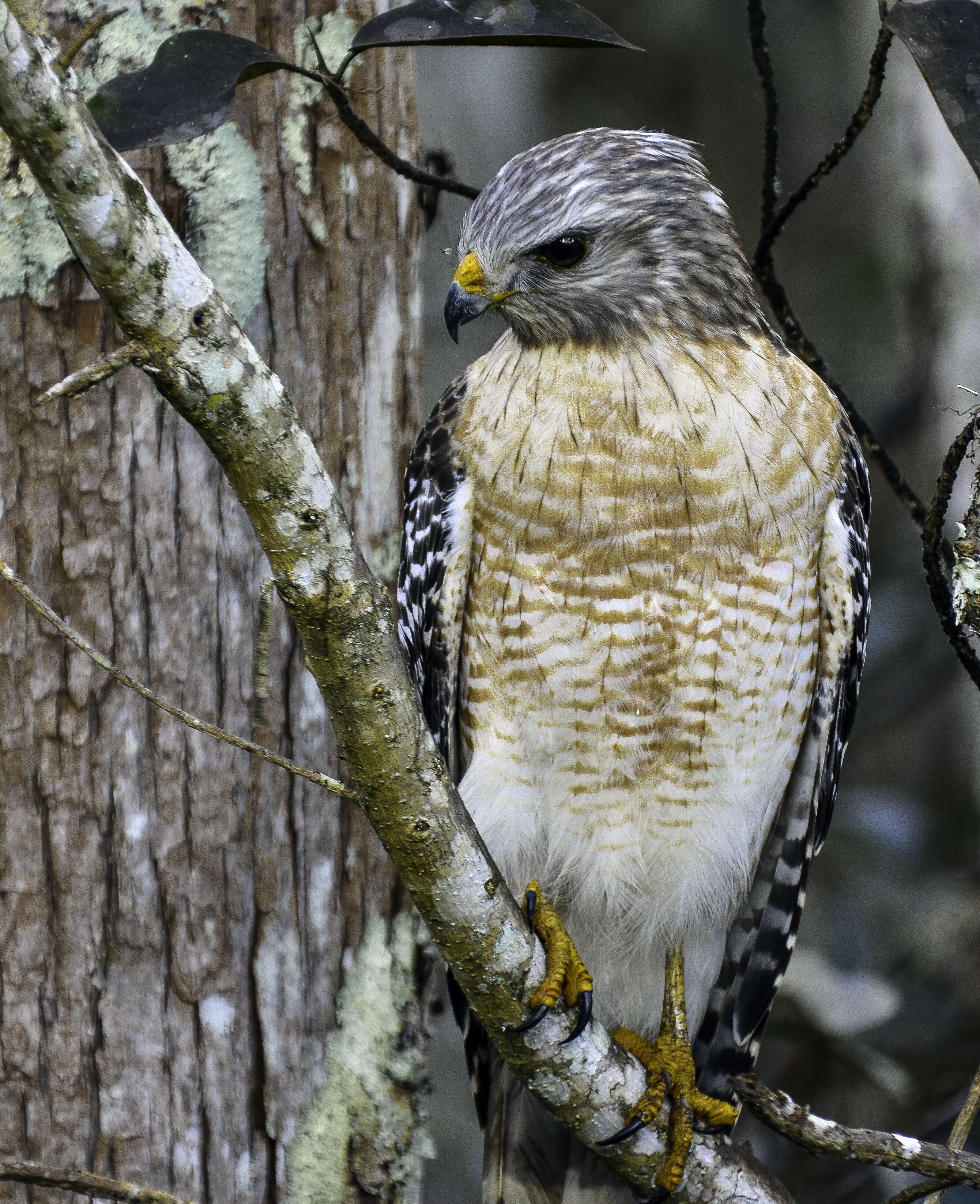 Image of Red-shouldered Hawk