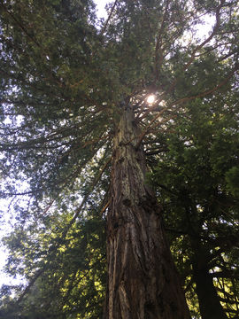 Image of <i>Sequoia sempervirens</i>