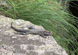 Image of Kashmir Rock Agama