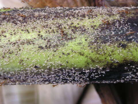 Image of Banana aphid