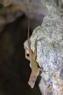 Image of Large-headed anole